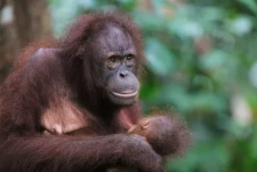 Orangs Outans