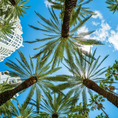 Palmiers sur Miami Beach