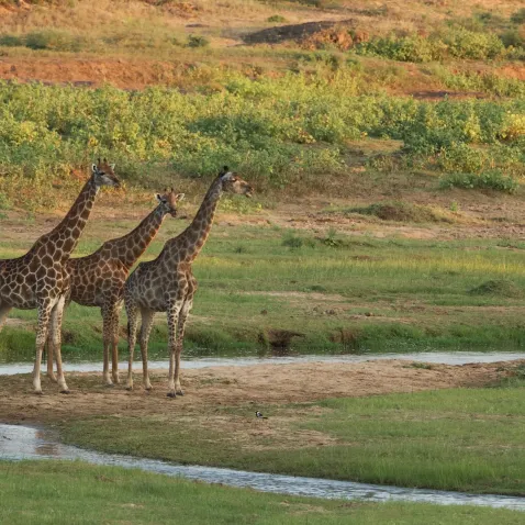 Girafes dans un parc national sud-africain