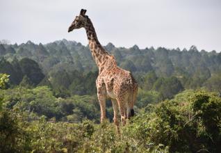 tanzanie zanzibar