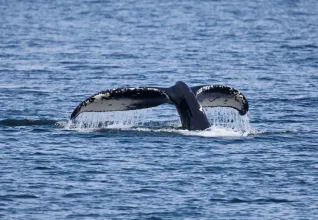 Baleines à Juneau 